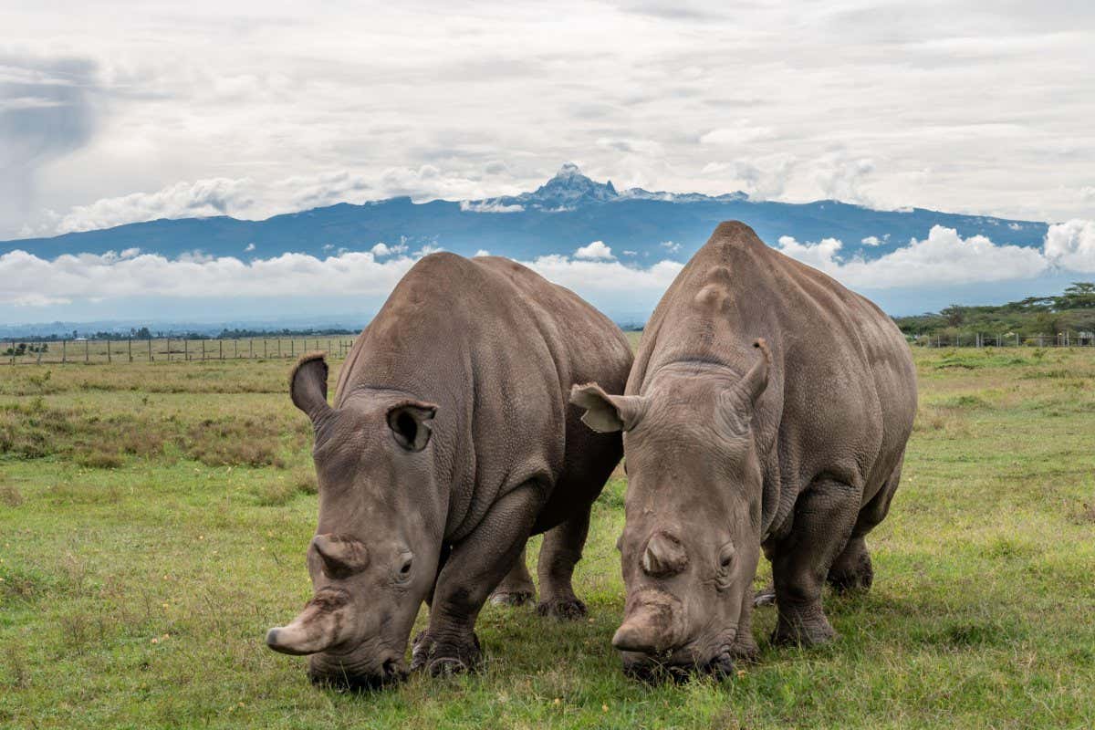 Two rhinos grazing