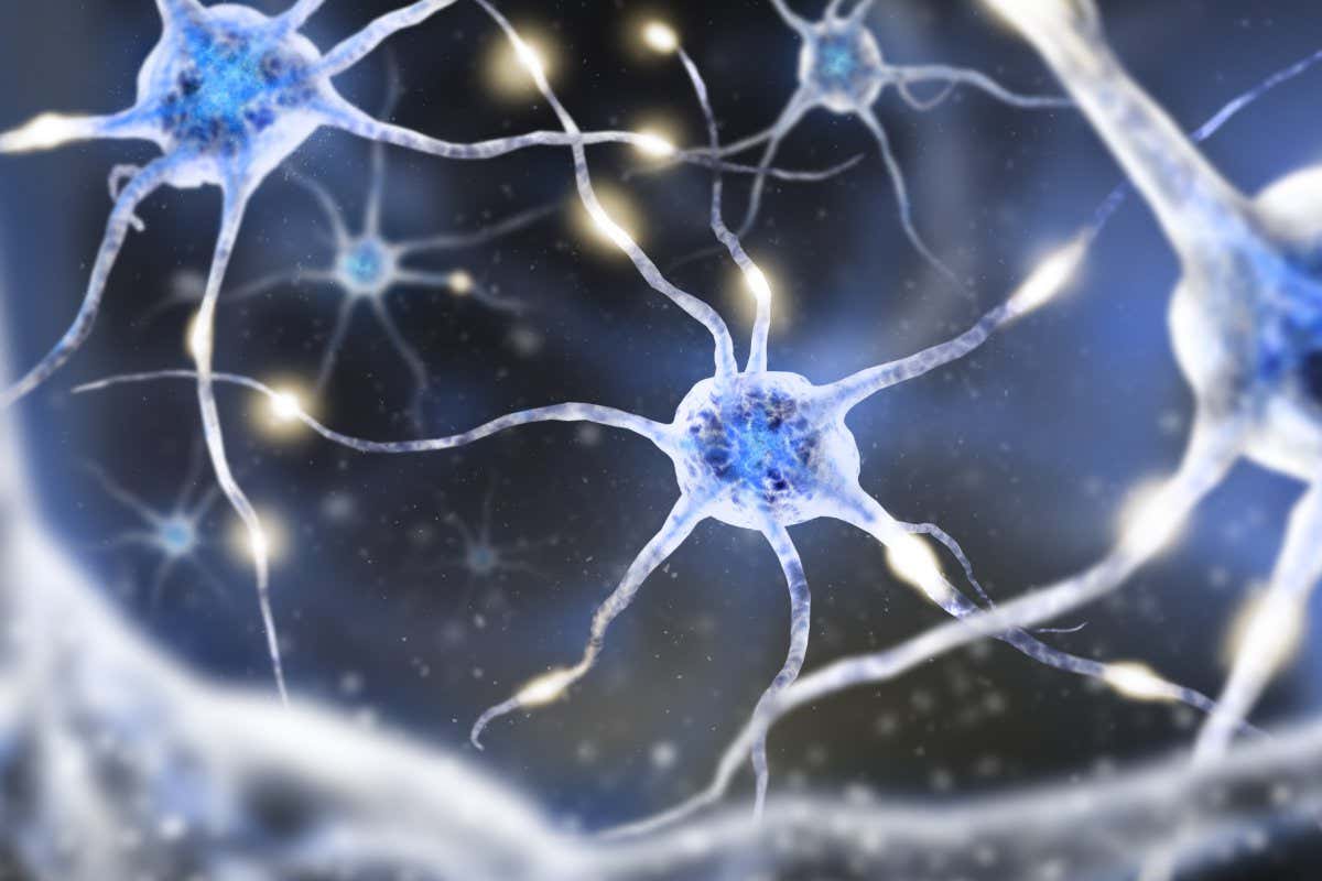 An illustration of neurons
