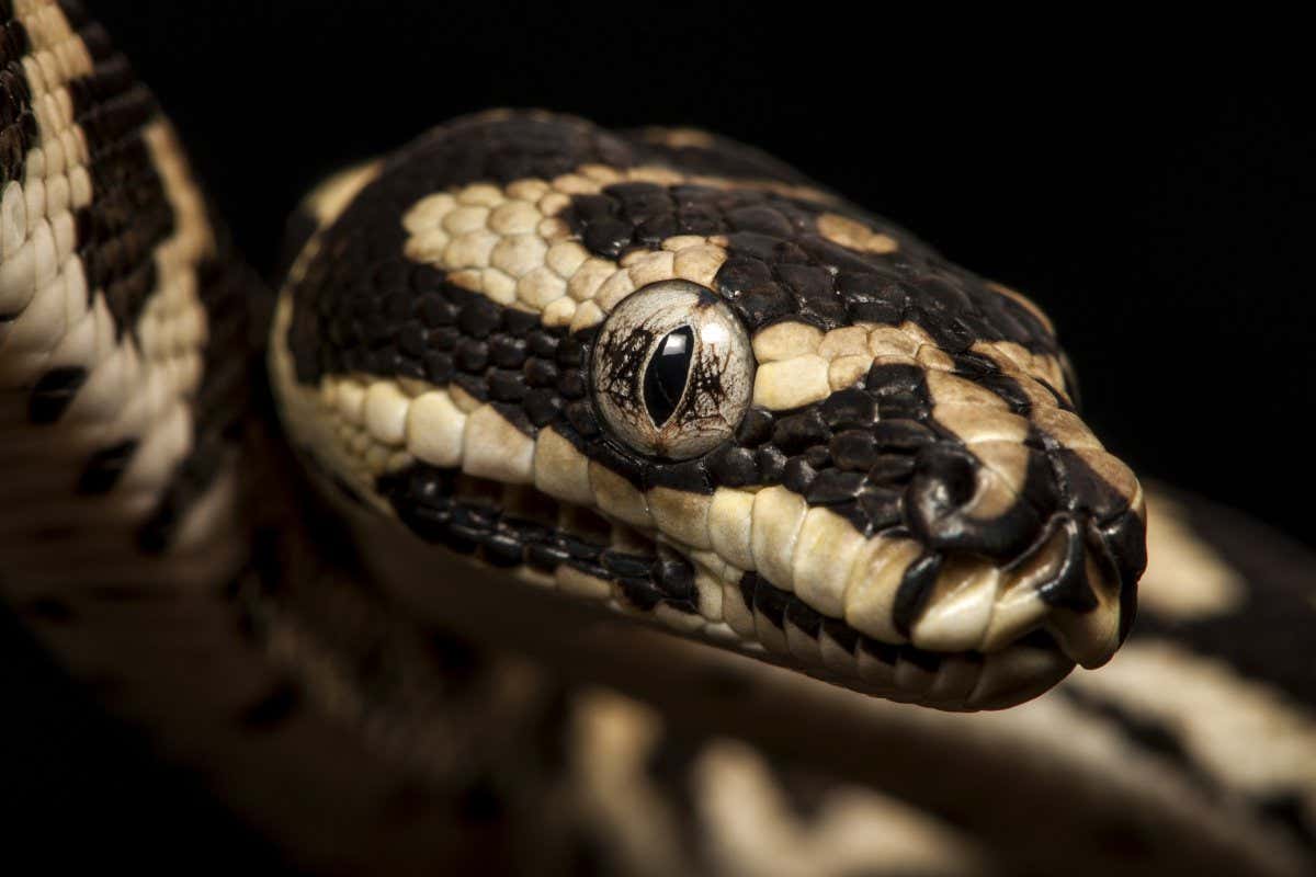 Frontal side view of the head of a juvenile Carpet-, or Diamond python, a species occurring throughout most of Australia; Shutterstock ID 696146398; purchase_order: -; job: -; client: -; other: -