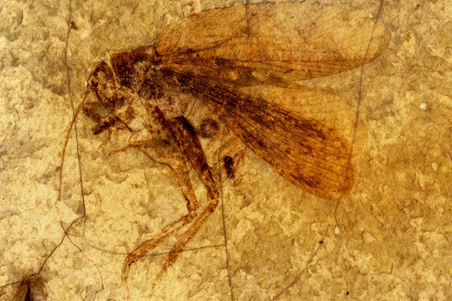 A male katydid fossil from the Early Cretaceous period