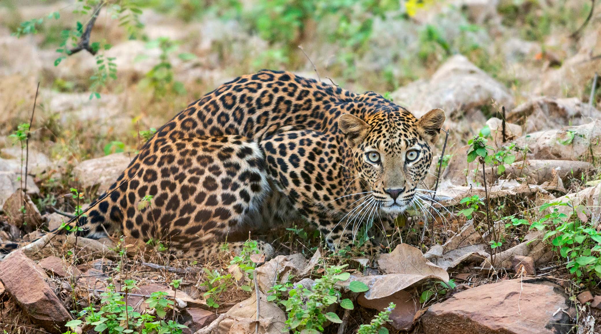 New Scientist. Science news and long reads from expert journalists, covering developments in science, technology, health and the environment on the website and the magazine.