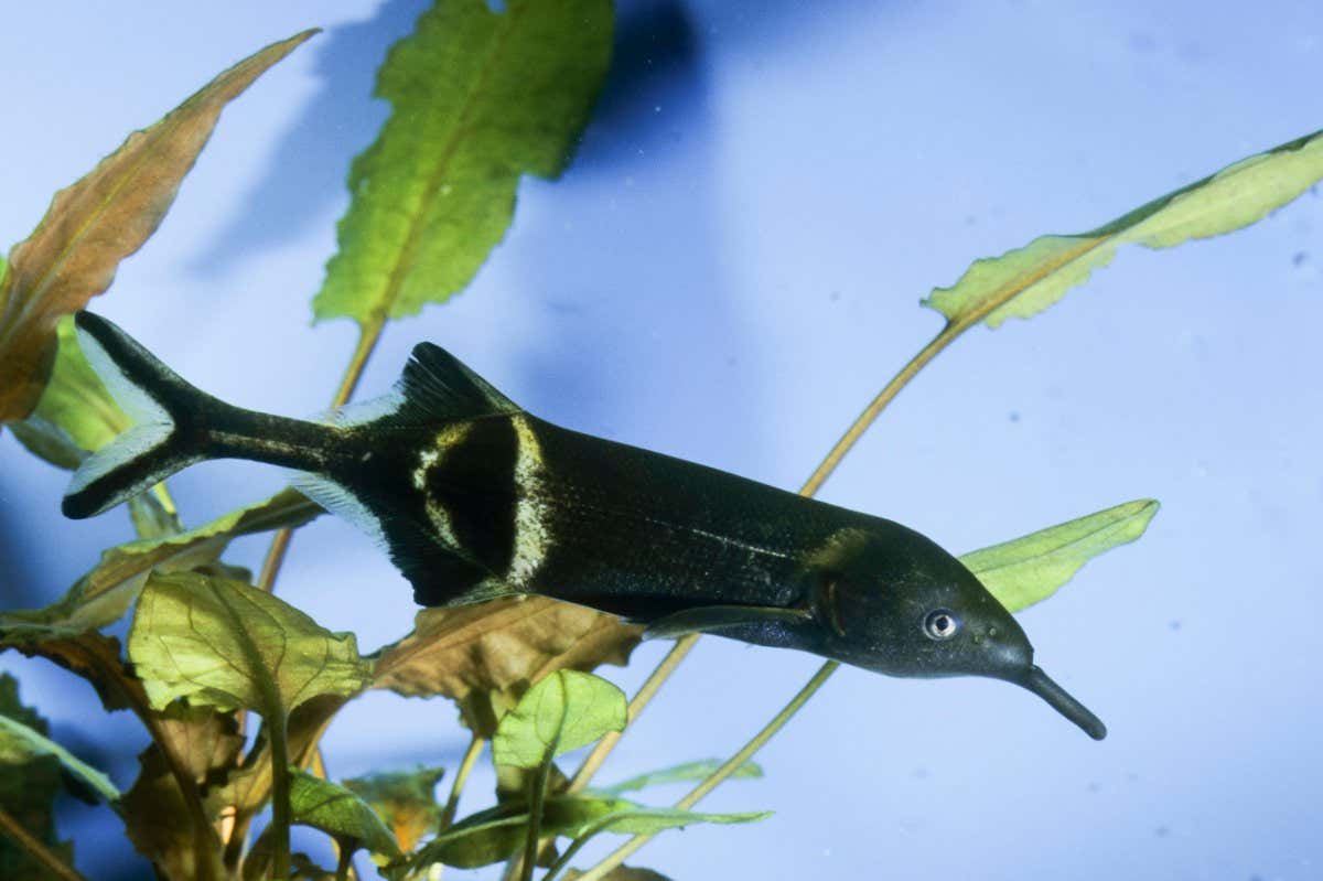 FJ678N Peter's worm-jawed mormyrid, Peter's elephant nose, elephantnose fish, Longnosed Elephant fish (Gnathonemus petersii, Gnathonemus brevicaudatus, Mormyrus petersii), swimming