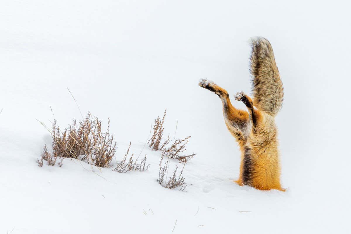 Wildlife photography of a Red Fox diving into deep snows to capture Winter prey in Yellowstone National Park A Red Fox dives into deep Winter snow in Yellowstone National Park to capture prey in an epic mousing leap driving his face, paws and half his body into the snow. Some naturalists believe that Red Foxes use not only their incredible sense of hearing, but that they might actually use a sense of the planet?s magnetic field to guide their trajectory. After observing and documenting many such leaps, they make a very compelling case, adding to the mystique of these animals.