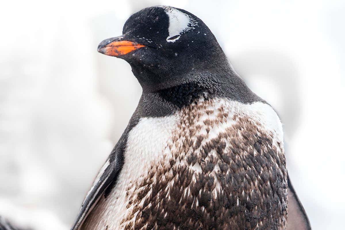 New Scientist. Science news and long reads from expert journalists, covering developments in science, technology, health and the environment on the website and the magazine.