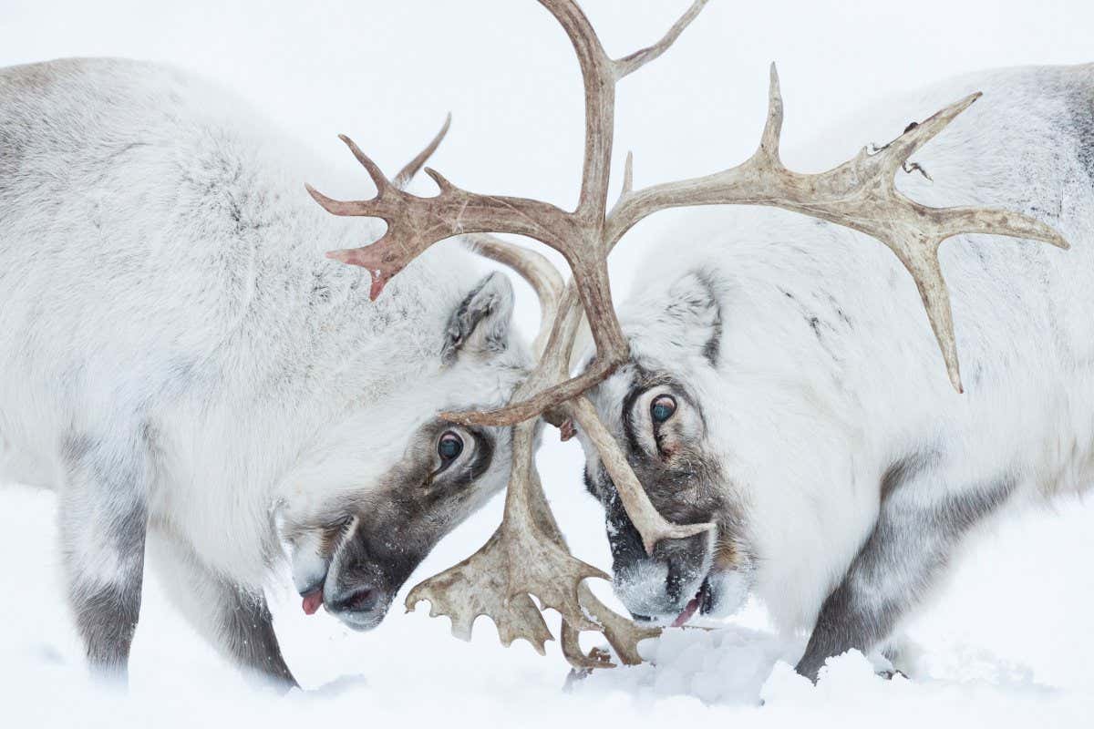 Head to head, Winner, Behaviour Mammals category: Two Svalbard reindeer battle for control of a harem in Norway's arctic. Winners of Wildlife Photographer of the Year 2021