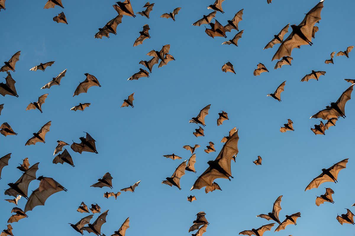 Little red flying-foxes (Pteropus scapulatus) flying to roost on inland white mahogany trees , Atherton Tablelands, Queensland,Australia