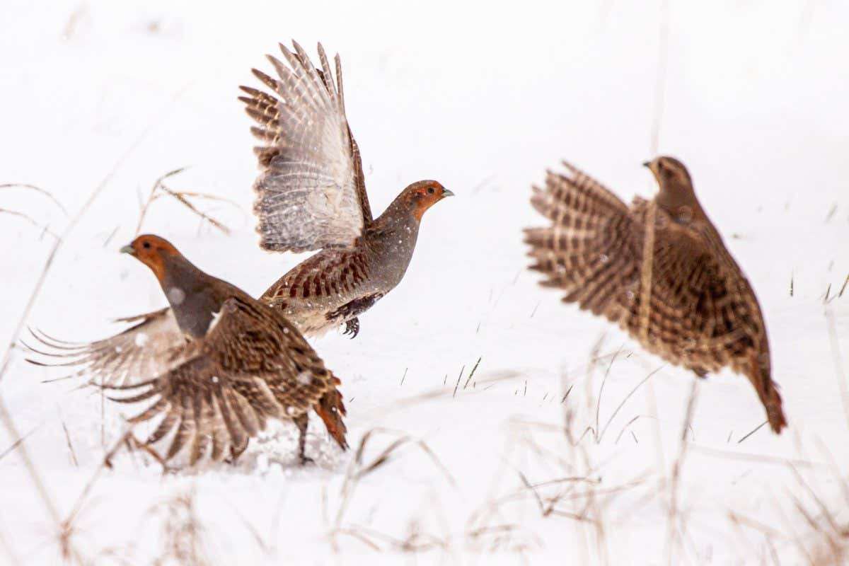 2F26A1N Three partridges flapping wings in the snow