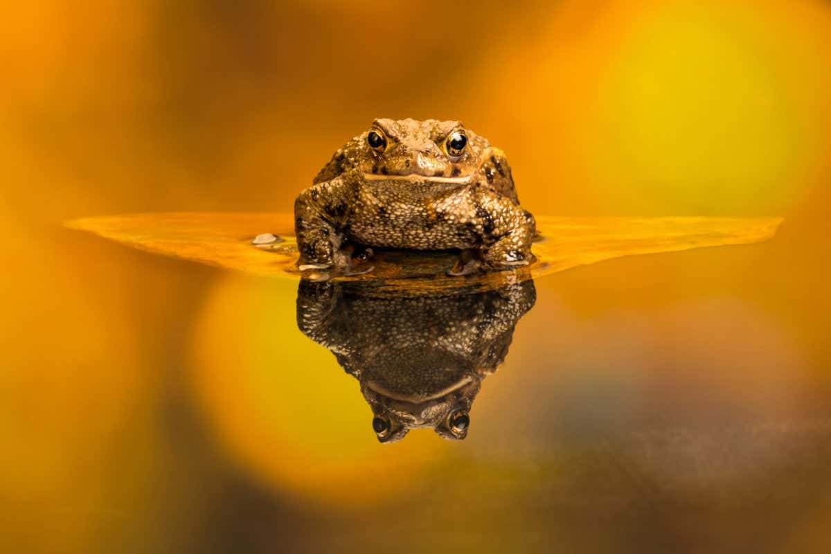 Common toad (Bufo Bufo) also known as European toad is an amphibian found in Europe, western part of North Asia and Northwest Africa.; Shutterstock ID 1359411503; purchase_order: -; job: -; client: -; other: -
