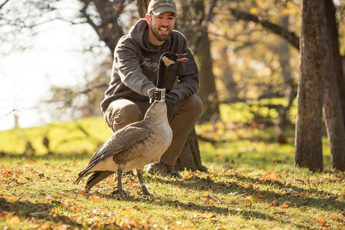 Researcher Ryan Askren with a collared Canada goose