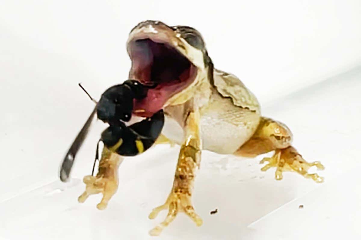 Malewasp_treefrog_2.jpg: A male wasp (Anterhynchium gibbifrons) stinging and biting a tree frog (Dryophytes japonica).
