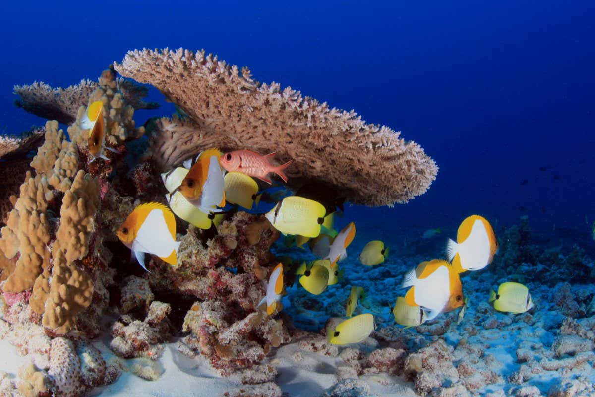 Colorful fish swim around coral in French Frigate Shoals in Papah?naumoku?kea Marine National Monument.; Shutterstock ID 1810247125; purchase_order: -; job: -; client: -; other: -