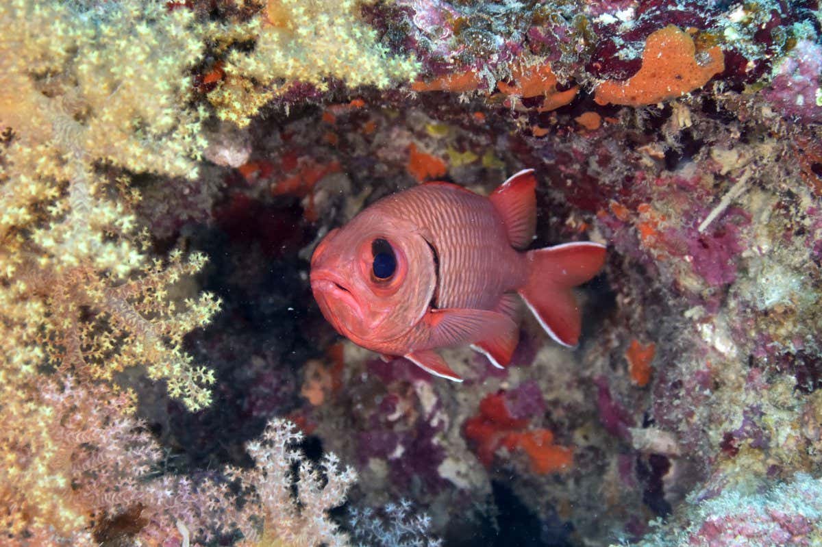 Lattice soldierfish