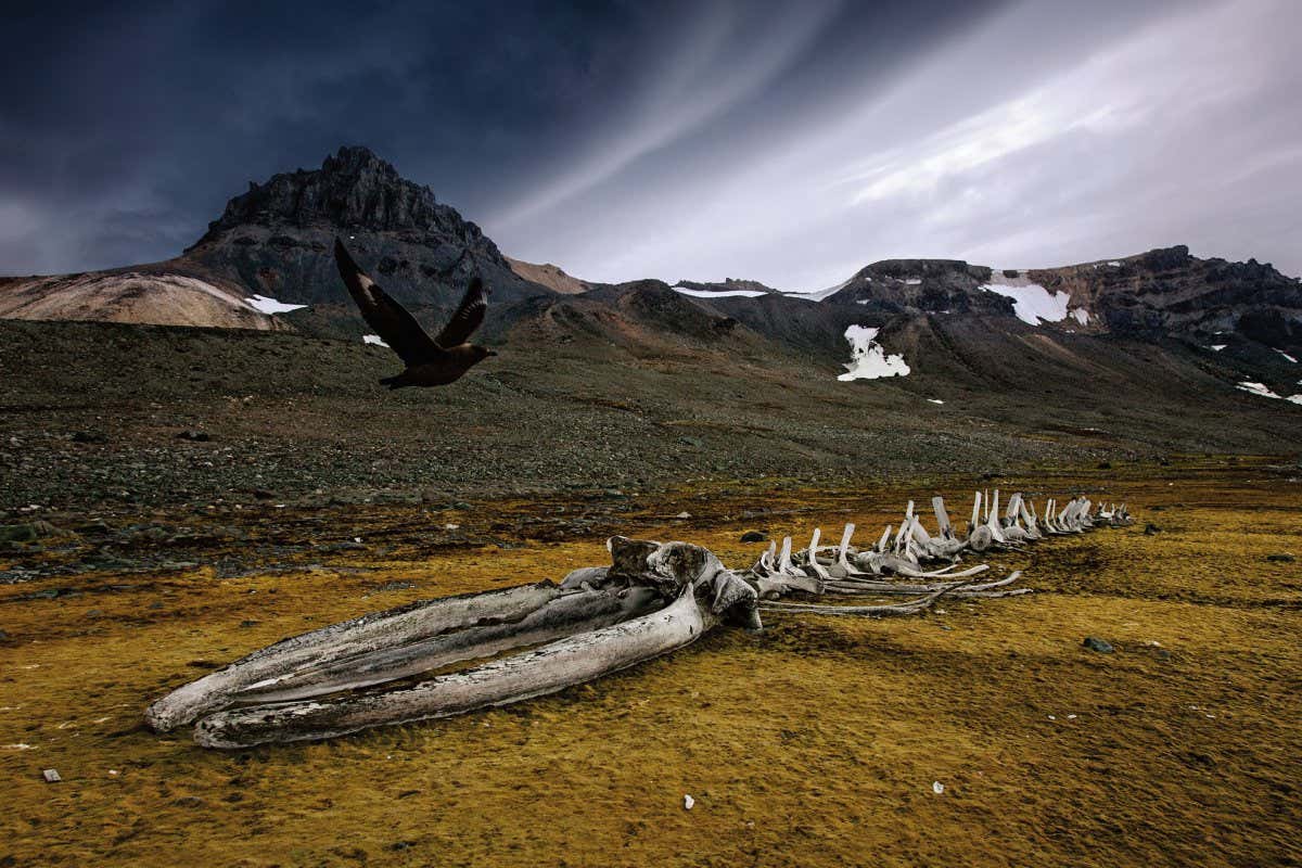 New Scientist. Science news and long reads from expert journalists, covering developments in science, technology, health and the environment on the website and the magazine.