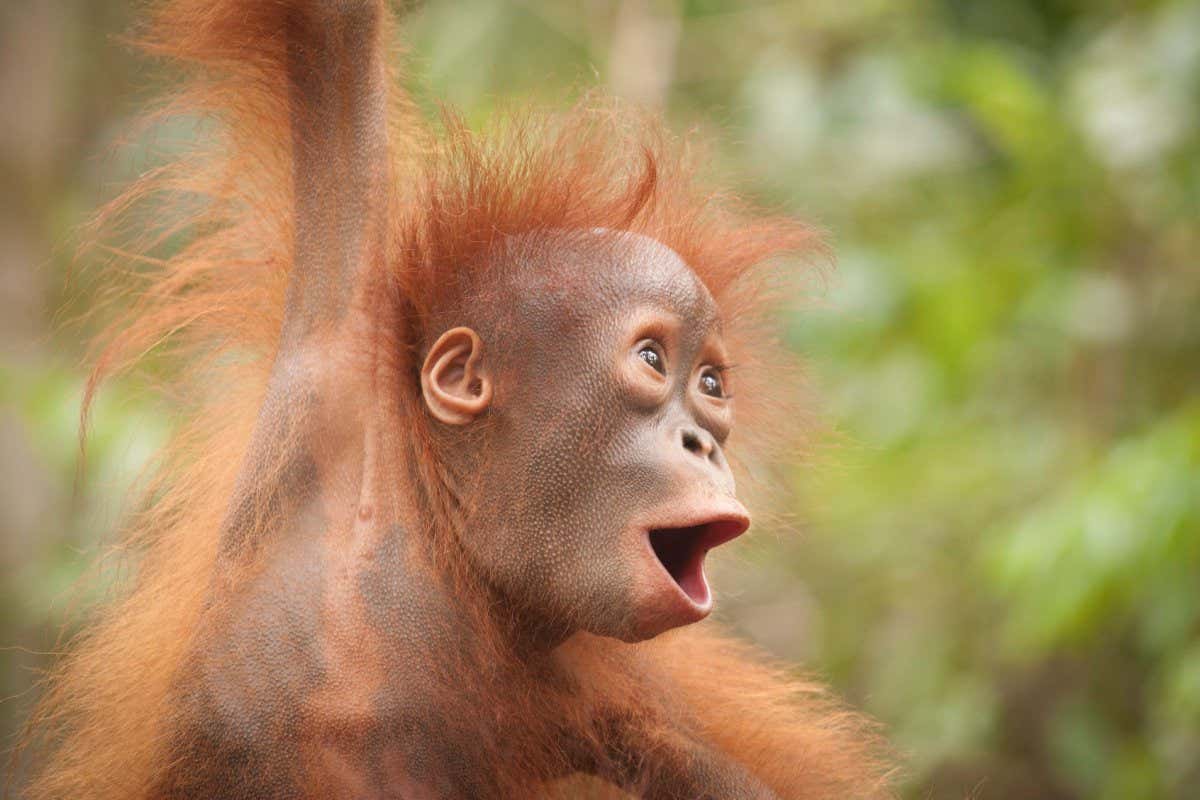 2FM22K7 The joy is evident on the face of this young orangutan. BORNEO: THIS BRITISH photographer has spent TWENTY years snapping Borneo?s cutest orangutans.