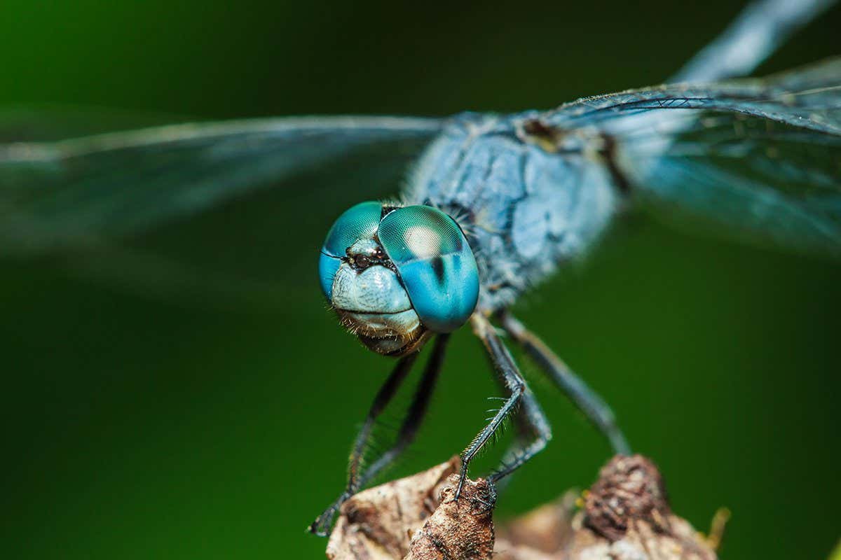 Dragonflies, insects, animals, nature, macro Dragonfly - focus on the eye.