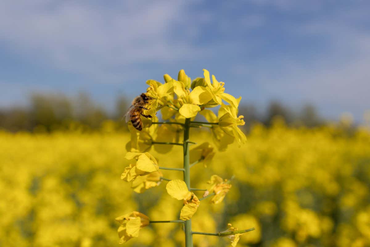 Bee on a rape flower