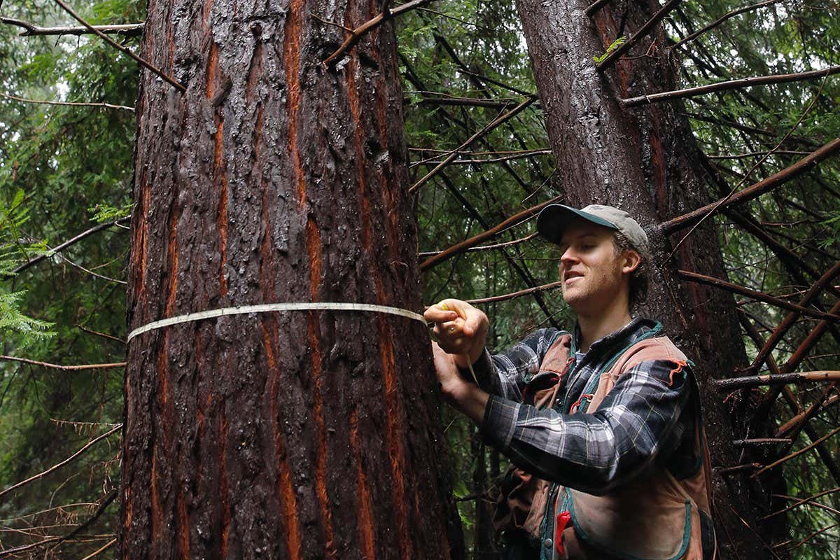 Madison Thomson a forester with The Conservation Fund measure a Redwood tree in the Big River Forest near Fort Bragg, California