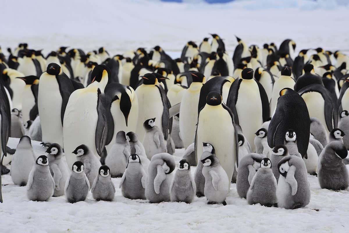 Emperors penguins huddled on the ice