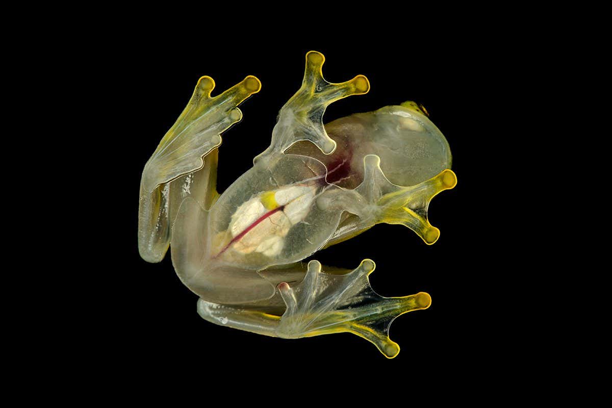 Transparent belly underside of male glassfrog (Hyalinobatrachium aureoguttatum), Canande River Reserve, Choco forest, Ecuador