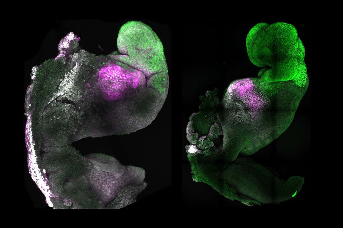 A synthetic mouse embryo (left) and a natural mouse embryo (right) show comparable brain and heart formation