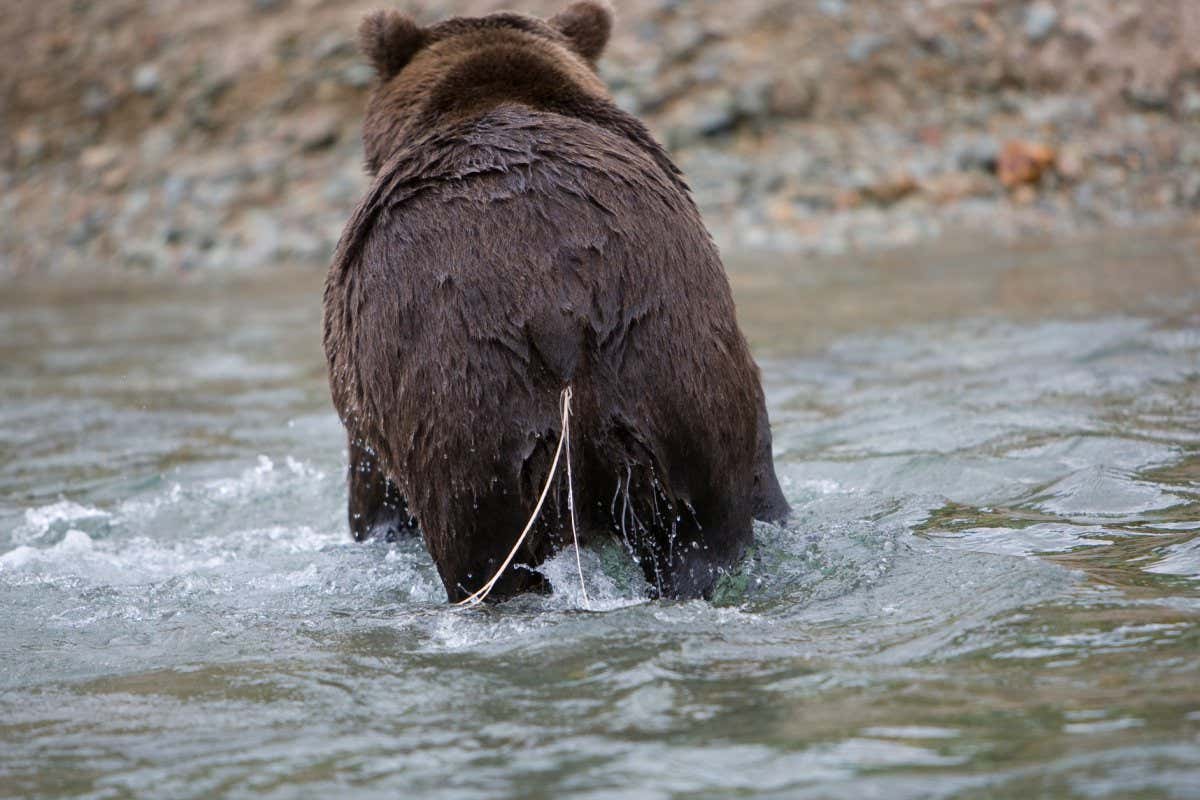 The broad fish tapeworm, Diphyllobothrium sp., that infected this Alaskan brown bear, escapes out of the host's anus. 2007. Photograph by Scott Davis. Used with permission.