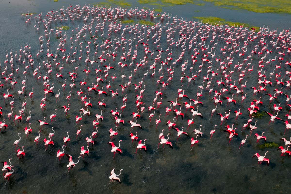 Dazzling photographs of flocking flamingos