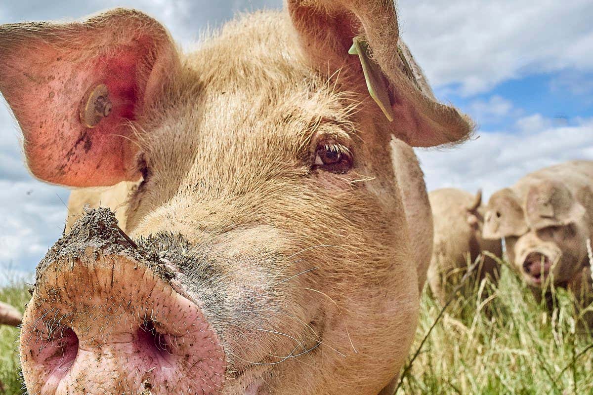 Artificial tissue that mimics connective tissue in the penis restored erectile function in pigs with an injured penis