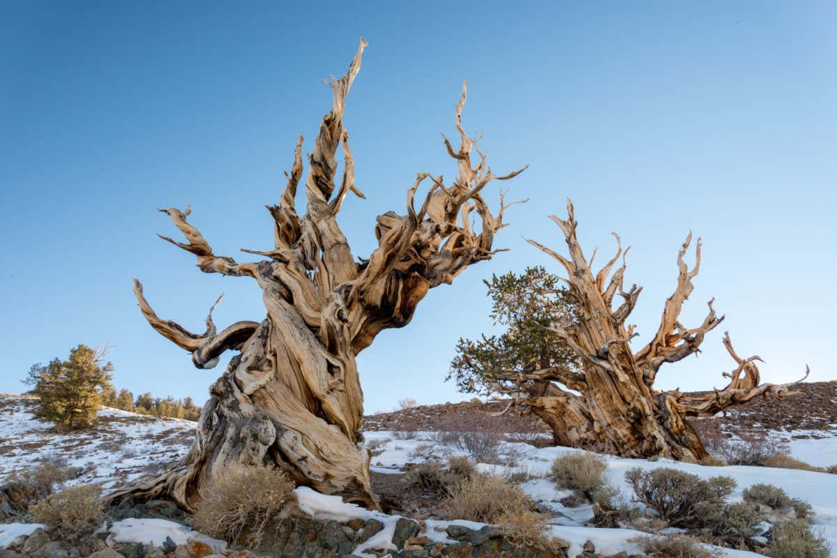 Ancient bristlecone pine trees in California