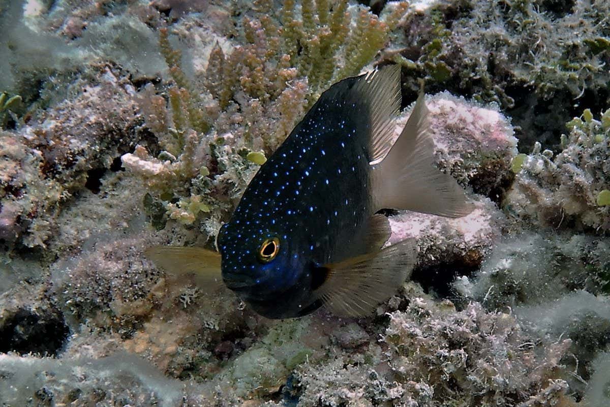 A jewel damselfish