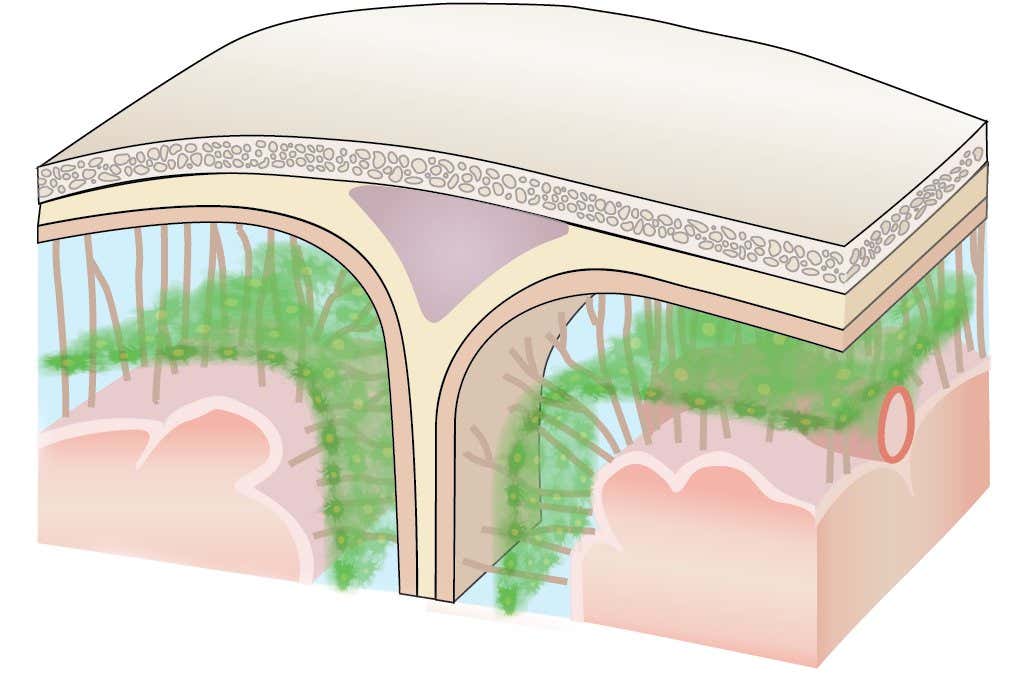 Cross section of the skull (top) and outer layer of the brain, showing the subarachnoid lymphatic-like membrane in green
