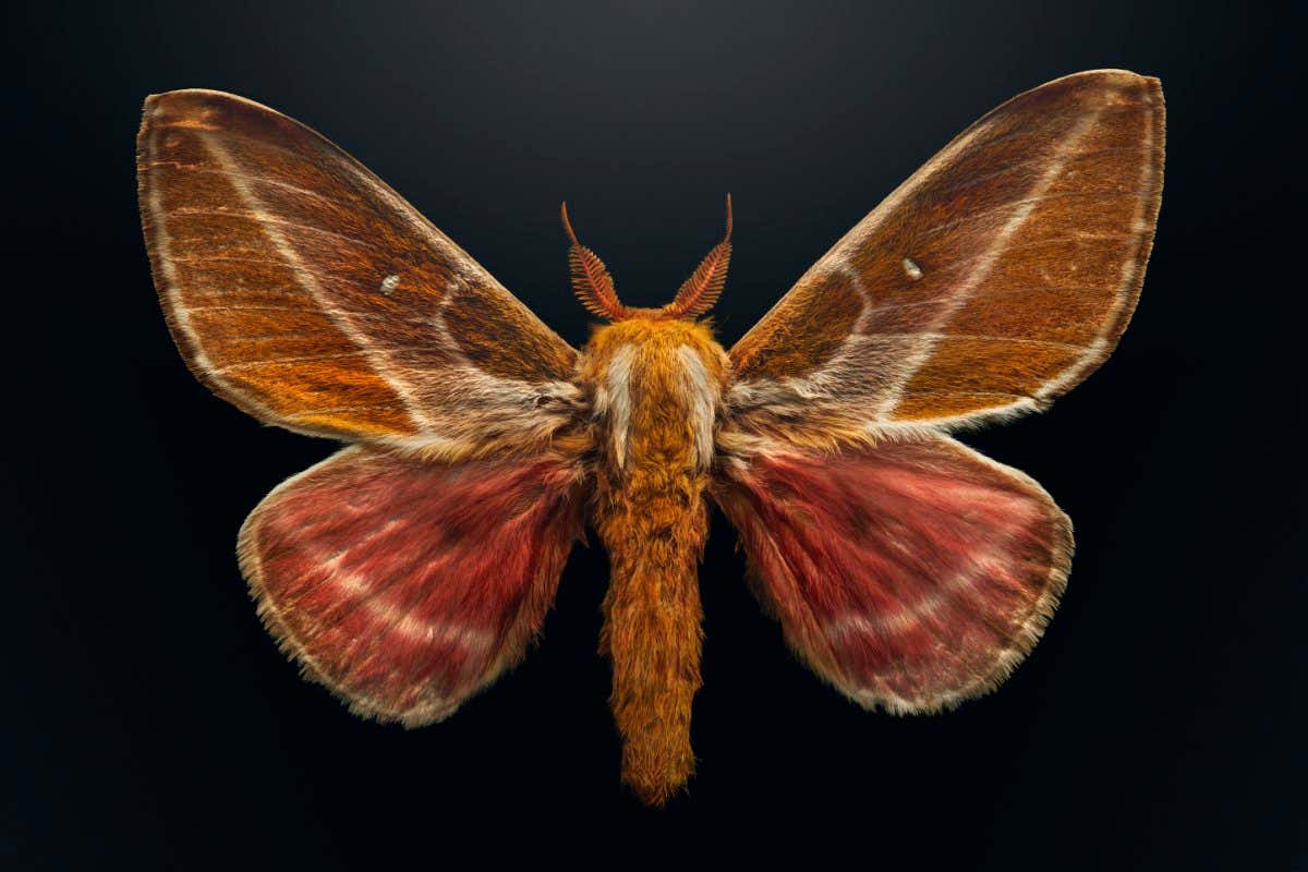 Image taken from the Extinct & Endangerd exhibition by Levon Biss, in collaboration with the American Museum of Natural History. The project shines a light upon insect decline and biodiversity, displaying insects that are either already extinct or under severe threat. The photographs by Levon Biss are created from up to 10,000 individual images using microscope lenses and contain microscopic levels of detail to provide the audience with a unique visual experience.