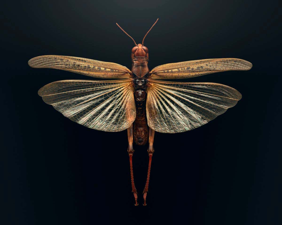 Image taken from the Extinct & Endangerd exhibition by Levon Biss, in collaboration with the American Museum of Natural History. The project shines a light upon insect decline and biodiversity, displaying insects that are either already extinct or under severe threat. The photographs by Levon Biss are created from up to 10,000 individual images using microscope lenses and contain microscopic levels of detail to provide the audience with a unique visual experience.
