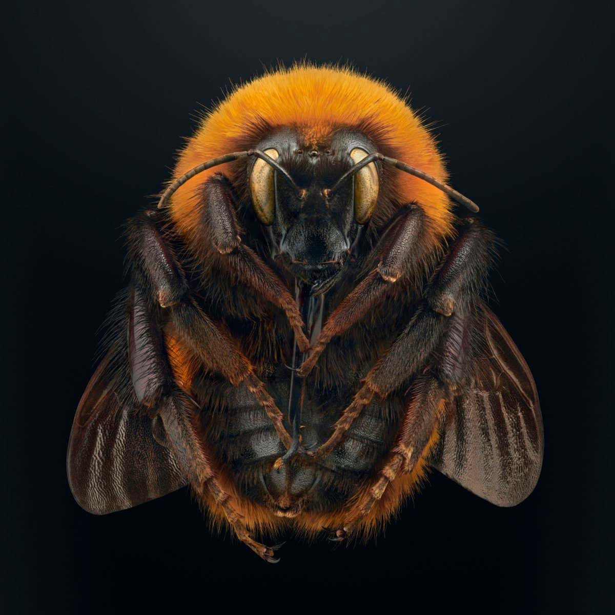 Image taken from the Extinct & Endangerd exhibition by Levon Biss, in collaboration with the American Museum of Natural History. The project shines a light upon insect decline and biodiversity, displaying insects that are either already extinct or under severe threat. The photographs by Levon Biss are created from up to 10,000 individual images using microscope lenses and contain microscopic levels of detail to provide the audience with a unique visual experience.