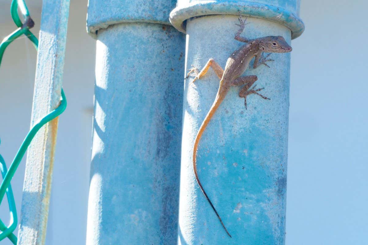 Anole lizard on a pole