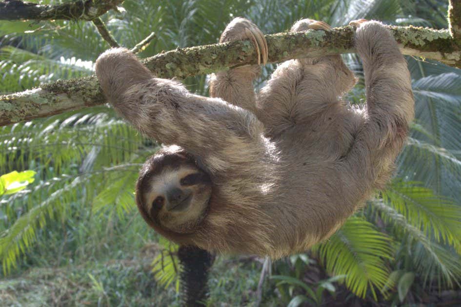 Finley, one of the sloths at The Sloth Sanctuary in Costa Rica. Credit: Ignacio Moya