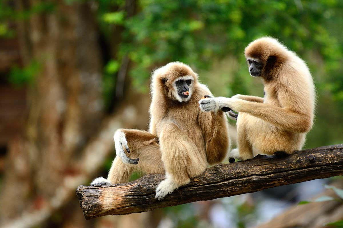 beautiful White-handed Gibbon (Hylobates lar) sitting on ground; Shutterstock ID 569449837; purchase_order: -; job: -; client: -; other: -