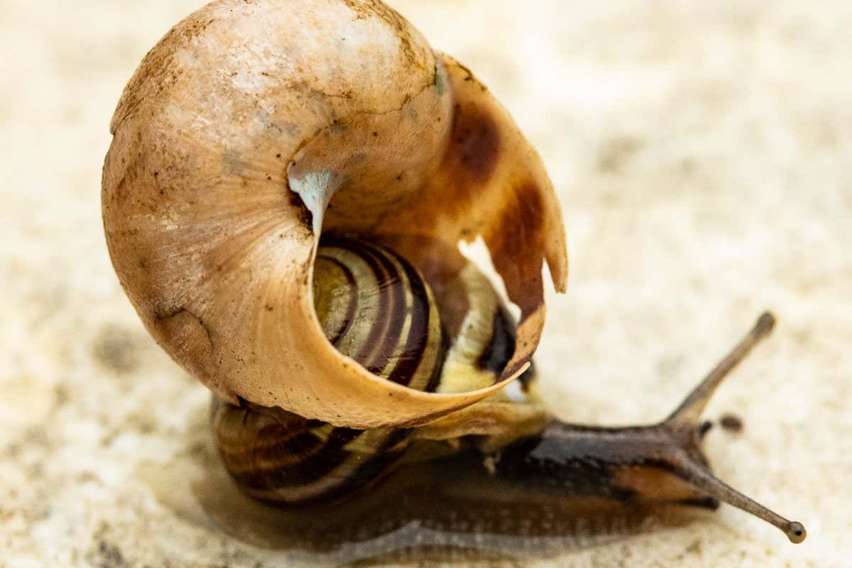 Why is this snail carrying an extra shell on its back?