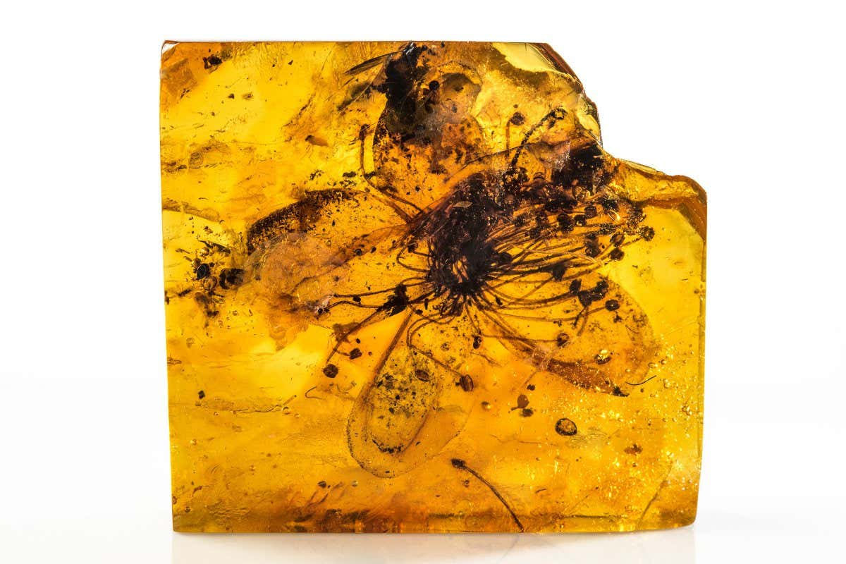 Fossil flower trapped in Baltic amber