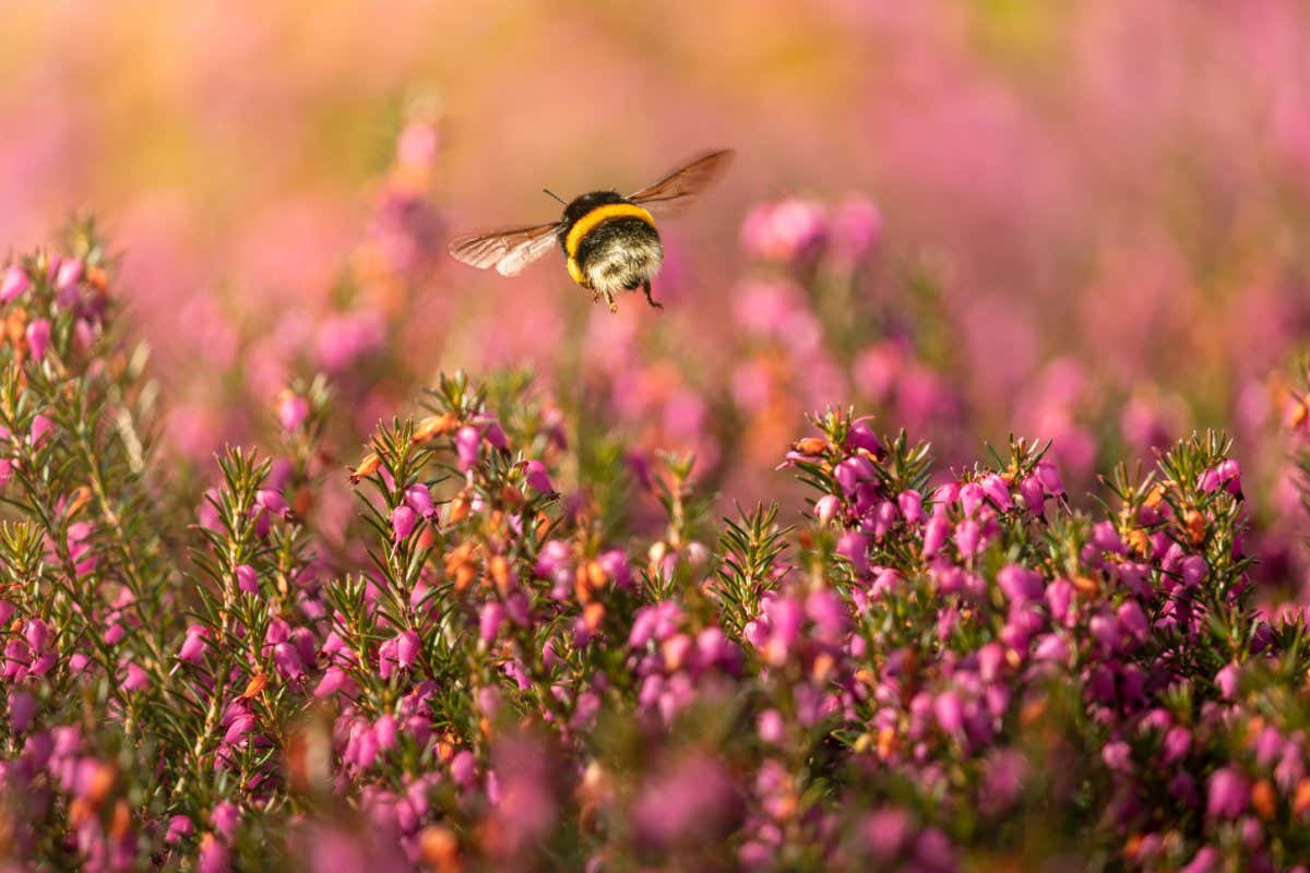A bumblebee flies over a field of flowering heather plants.