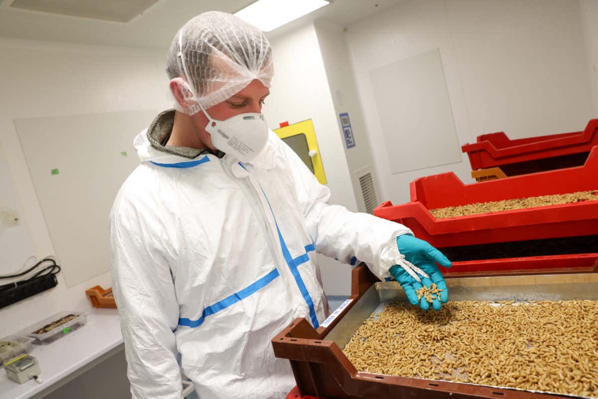 The future of food: How to farm insects for a growing population