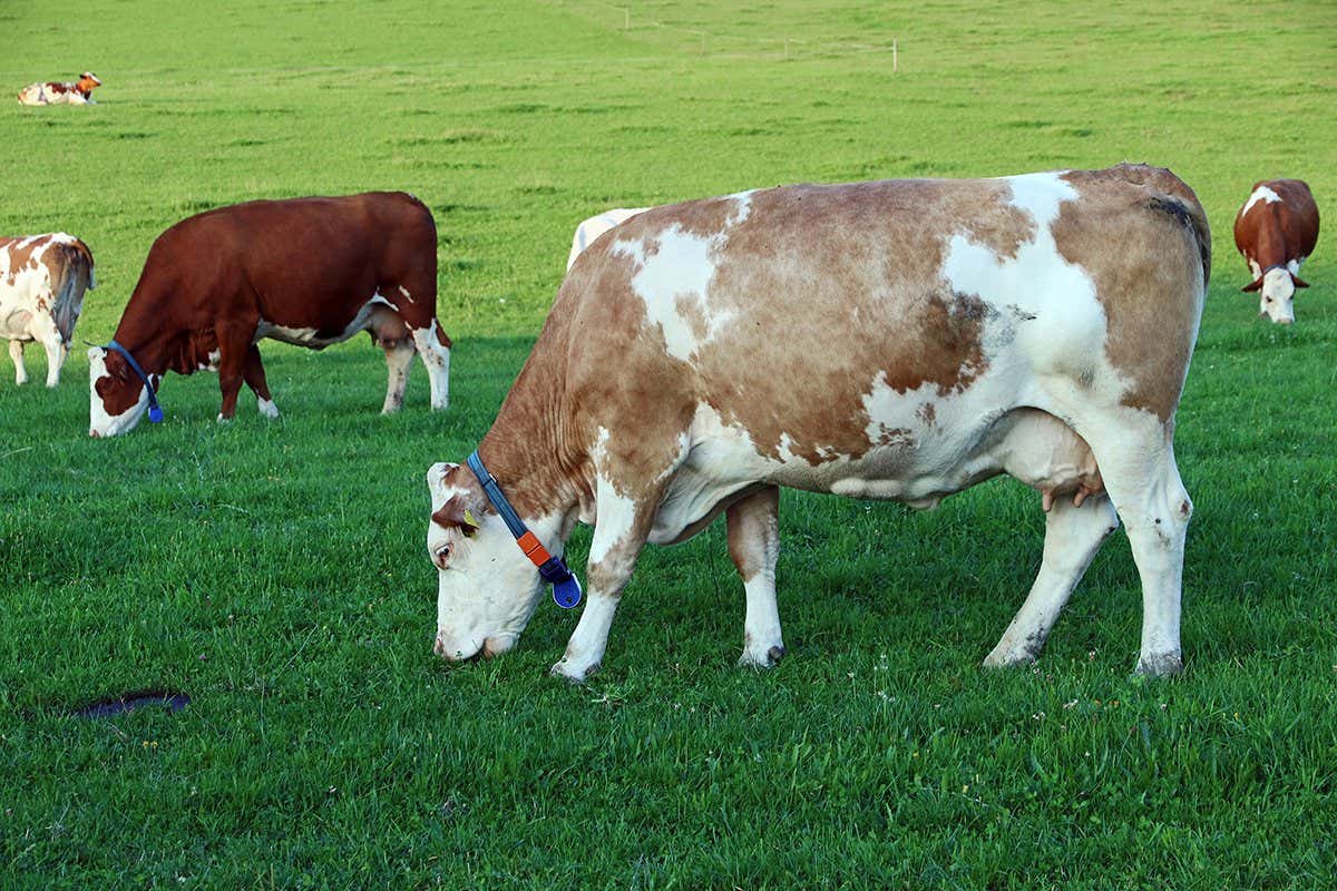 A herd of cows with GPS transmitters. Dairy cows with GPS collars - stock photo