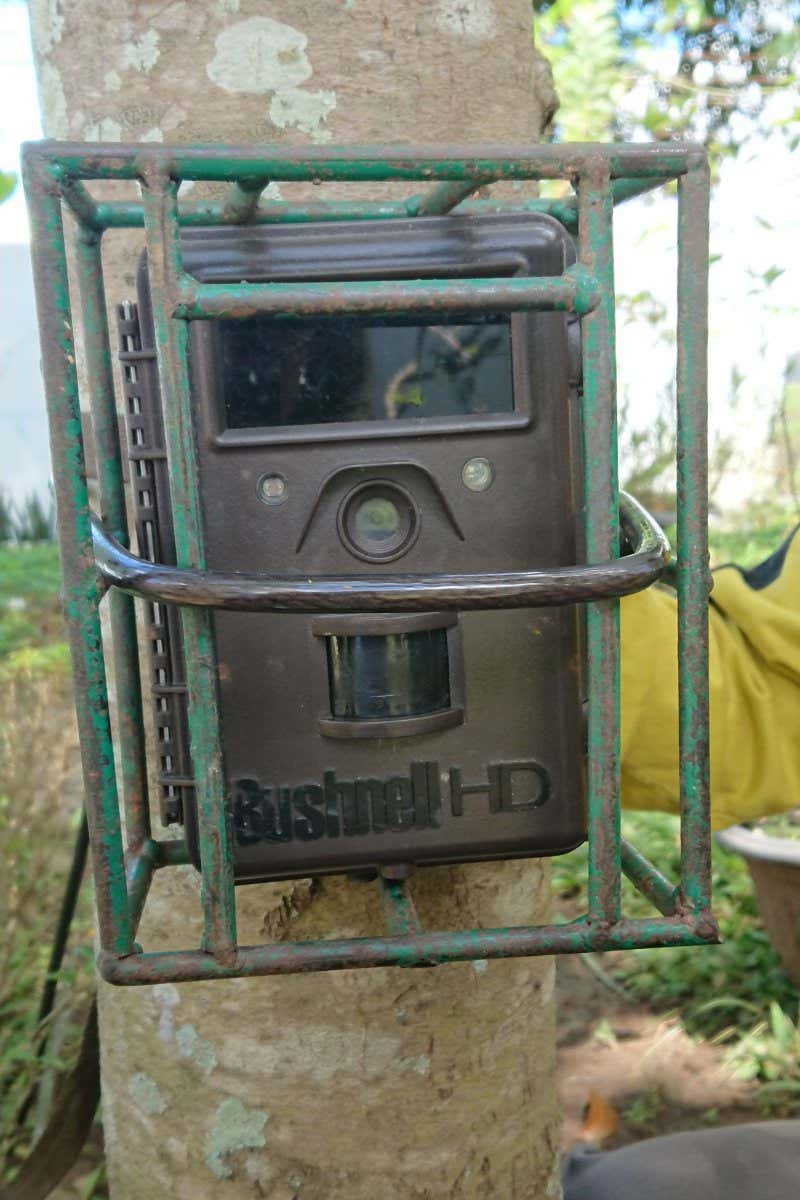 a camera trap in Indonesia - taken my a member of my research team Dr Laure Joanny