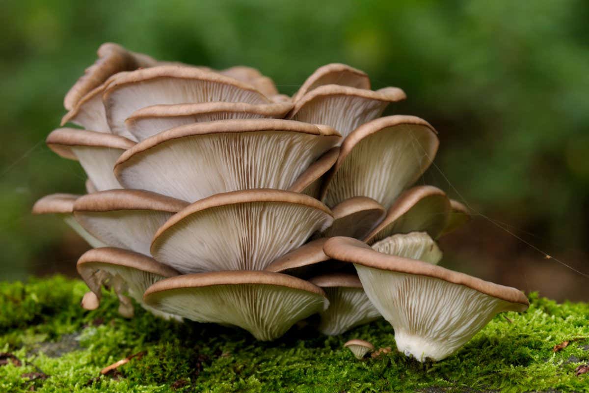 Oyster mushrooms