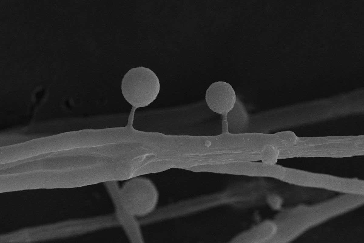 an electron microscope image of the lollipop structures on oyster mushroom hyphae