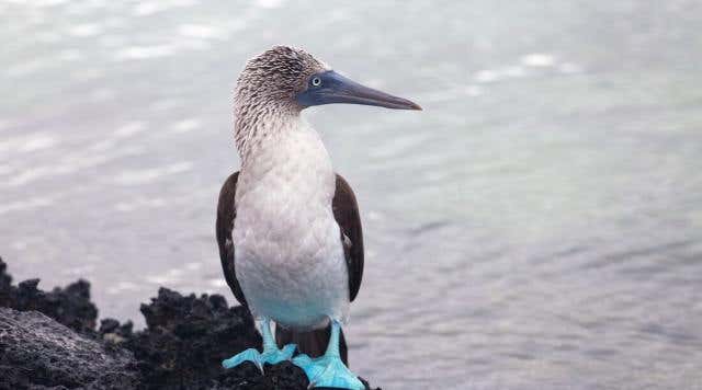 New Scientist. Science news and long reads from expert journalists, covering developments in science, technology, health and the environment on the website and the magazine.