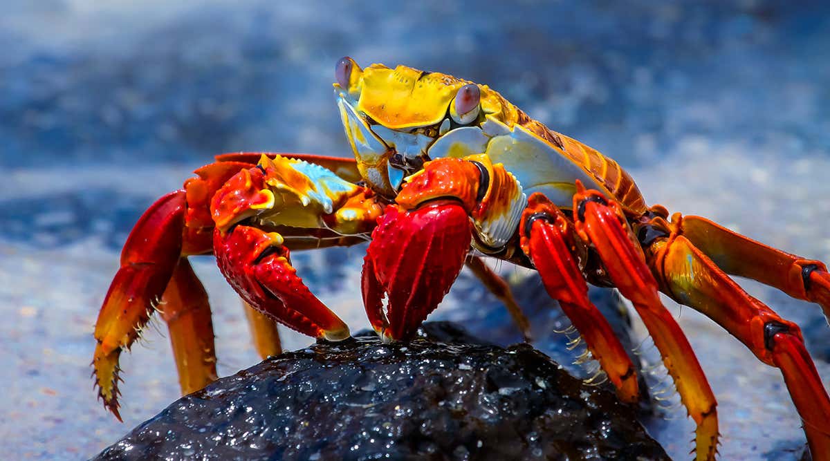 New Scientist. Science news and long reads from expert journalists, covering developments in science, technology, health and the environment on the website and the magazine.