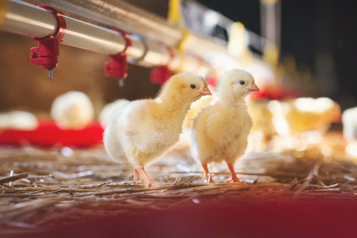 Slight overheating chicken eggs during their incubation makes male chicks more sociable