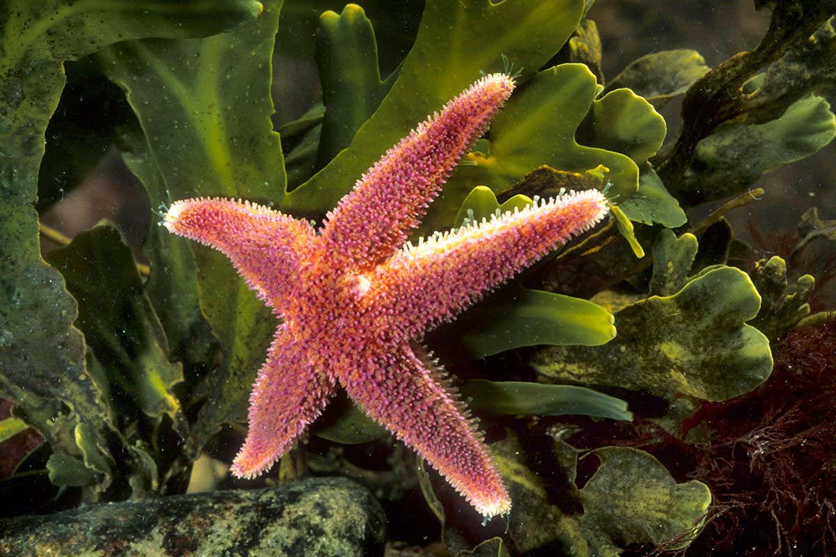 common starfish, common European seastar (Asterias rubens), at an underwater plant, view from above - Image ID: 2M0FA0C (RM)