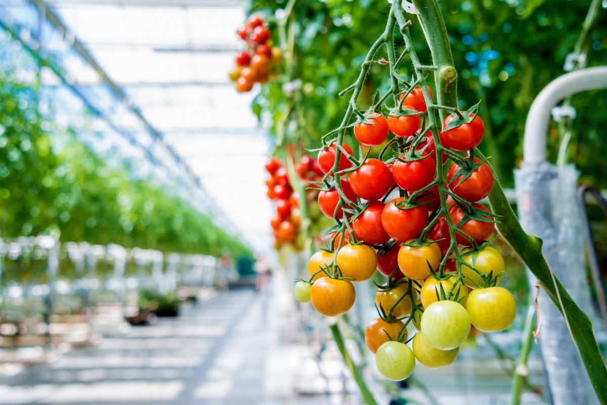 Beautiful red ripe tomatoes grown in a greenhouse. Beautiful background