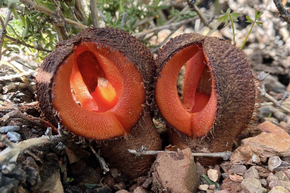  Hydnora africana flowers growing in South Africa